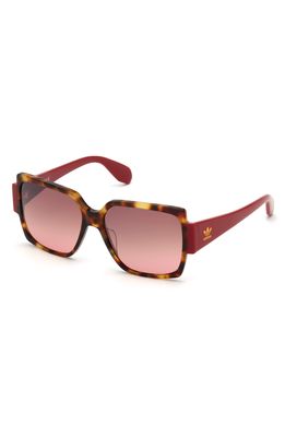 adidas Originals 55mm Gradient Rectangular Sunglasses in Red Havana/Brown Gradient