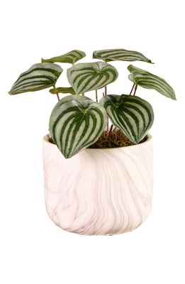 Bloomr Potted Peperomia Planter Decoration in Green