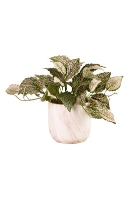 Bloomr Potted Fittonia Planter Decoration in Green/Green