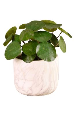 Bloomr Potted Pancake Plant Planter Decoration in Green