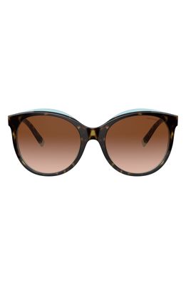 Tiffany & Co. 55mm Gradient Cat Eye Sunglasses in Havana Blue Tiffany Brown Grad