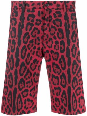 Dolce & Gabbana leopard-print tailored shorts