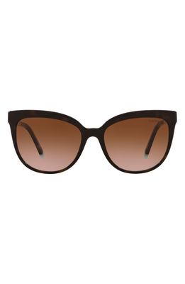 Tiffany & Co. 55mm Gradient Cat Eye Sunglasses in Havana Blue
