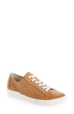 Paul Green Levi Perforated Low Top Sneaker in Cuoio Washed Leather
