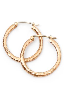 Alice Waese Medium 14K Gold Hoop Earrings