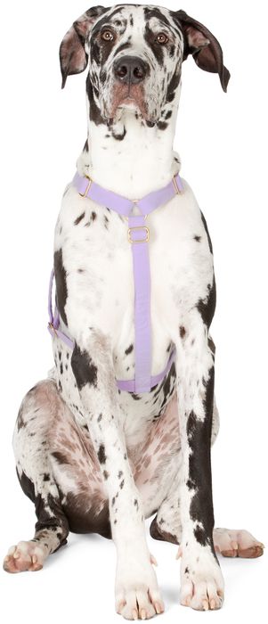 See Scout Sleep Purple The Scot Large Original Harness
