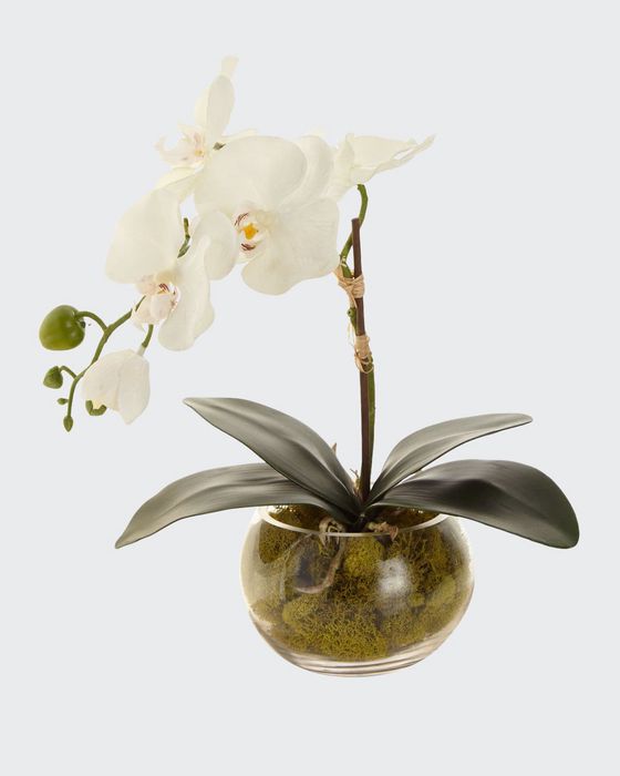 Petite Orchid Phalaenopsis