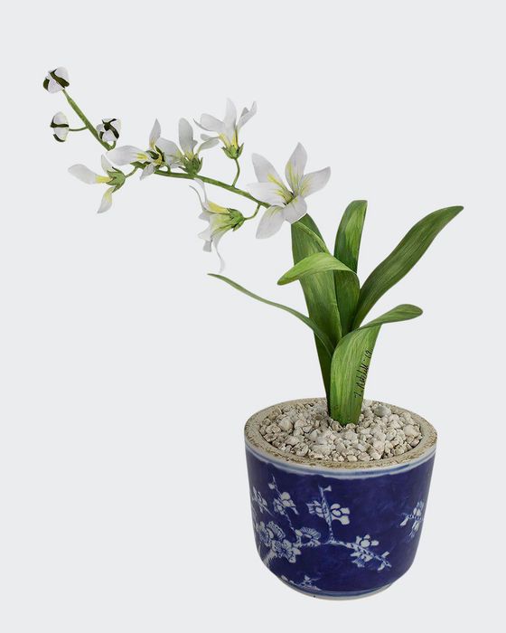 Freesia March Birth Flower in Ceramic Pot