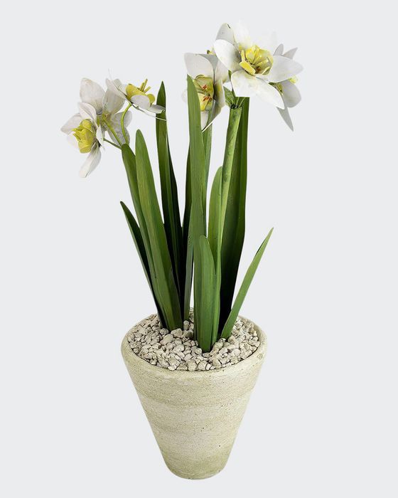 Narcissus December Birth Flower in White Terracotta Pot