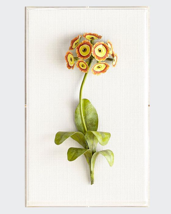 Original Painted Auricula Study