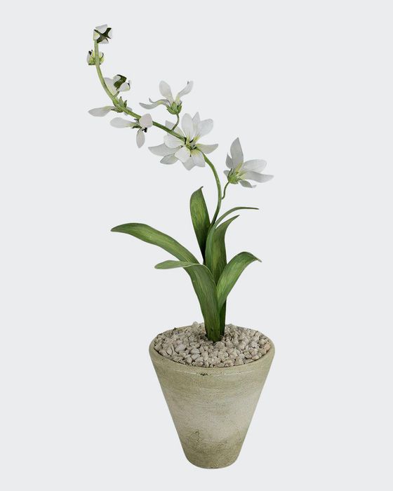 Freesia March Birth Flower in White Terracotta Pot