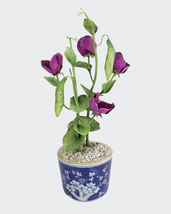 Sweet Pea April Birth Flower in Ceramic Pot