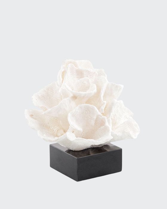 Foliose Coral on Black Marble Base