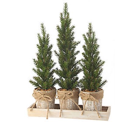 11.5"W x 15"H Triple Potted Pine Seedling Tray by Valerie