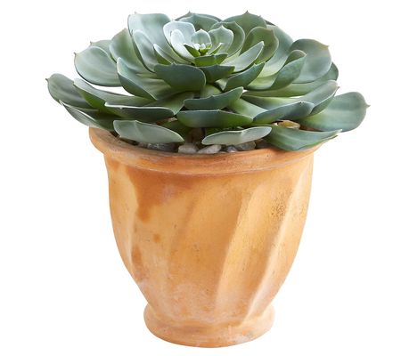 13" Giant Echeveria Plant in Planter by Nearly atural