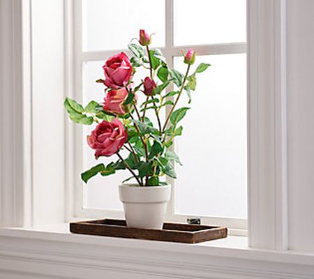 18.5" Rose Plant in Pot by Valerie