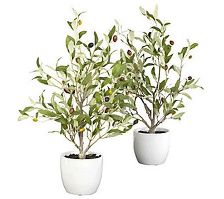 18" Set of 2 Olive Tree with Vases by Nearly Na tural