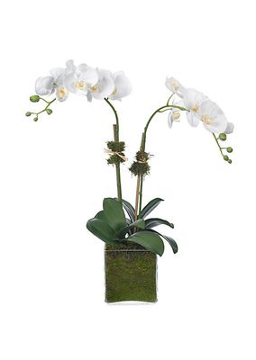2-Stem Faux Phalaenopsis Orchids