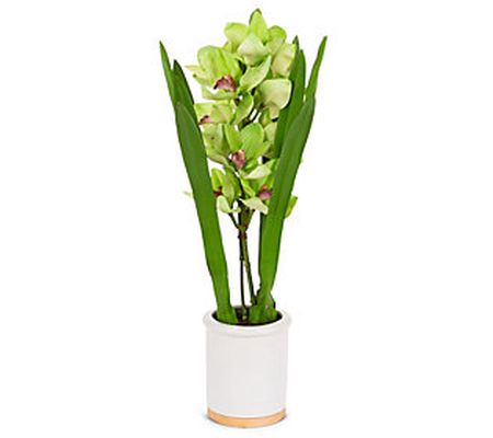 26"H Cymbidium Orchid with White Pot by Gerson Co