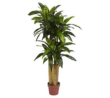 4' Corn Stalk Dracaena Silk Plant by Nearly Nat ural