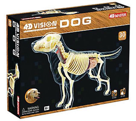 4D Master 4D Vision Full Skeleton Dog Model