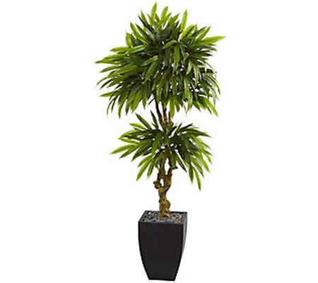 5.5' Mango Tree in Black Wash Planter by Nearly Natural