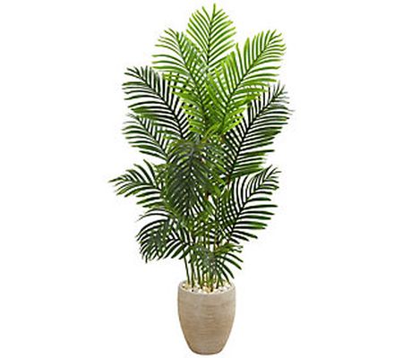 5' Paradise Palm Tree in Planter by Nearly Natu ral