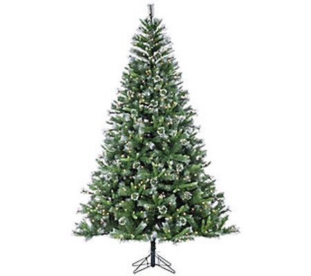 7.5-Foot High Mixed Needle Belmont Fir by Gerso n Co.