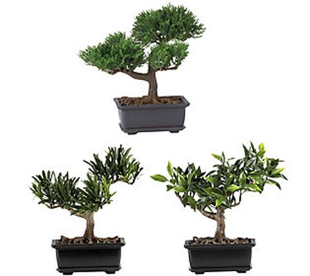 8.5" Bonsai Plant Collection Set of 3 by Nearly Natural