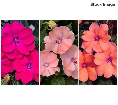 A-D Cottage Farms 3-Pc Pinkerbelle SunPatiens Auto-Delivery