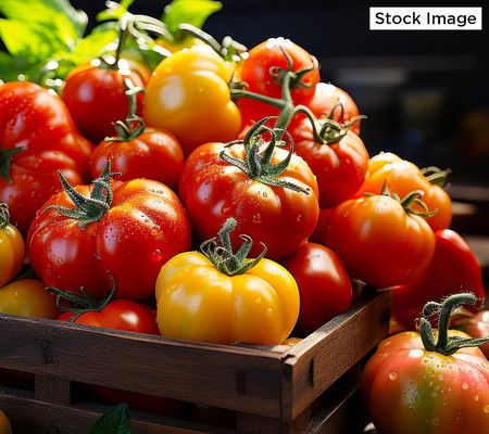 A-D Cottage Farms 4 Chef's Choice Tomato Plants Auto-Delivery