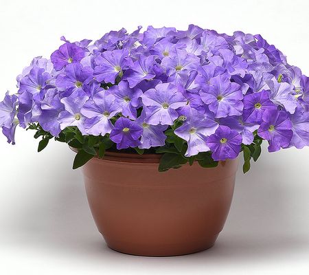 A-D Phillip Watson 3pc Sweet Taffy Petunias Auto-Delivery