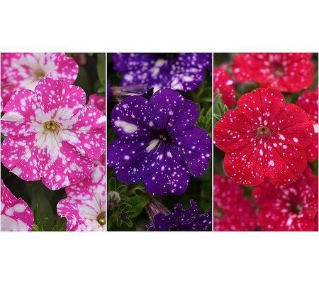 A-D Phillip Watson 6pc Headliner Sky Petunias Auto-Delivery