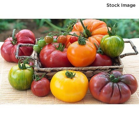 A-D Phillip Watson Designs 3pc Heirloom Tomato Auto-Delivery