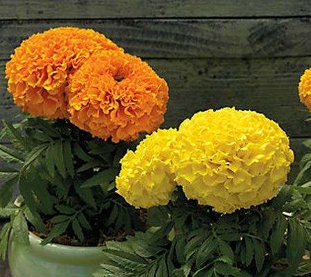 A-D Roberta's 4-pc Proud Mari Marigold Plants Auto-Delivery