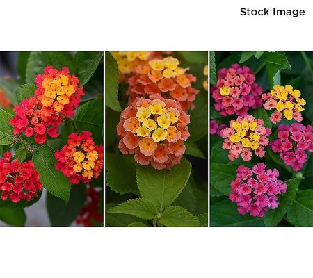 AD Cottage Farms 3pc Everblooming Lantana Plant Auto-Delivery