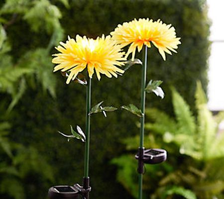 As Is Ultimate Innovations Set 2 Solar Floral Chrysanthemums