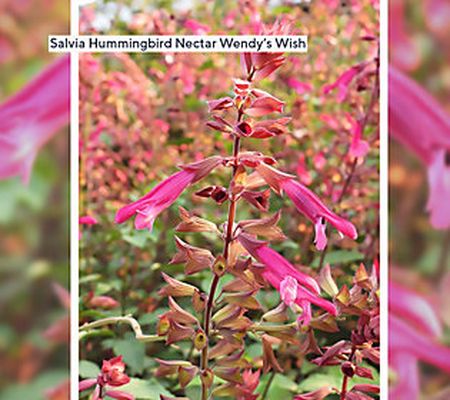 Avant Flora 3-Piece Nectar Hummingbird Salvia Plants