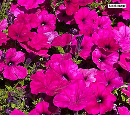 Avant Flora 3-Piece Swag Carpet Petunia Live Plants