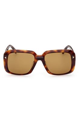 Bally 57mm Square Sunglasses in Dark Havana /Brown