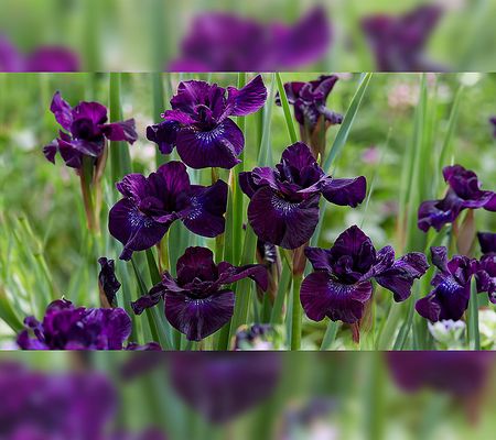 Barbara King 2-Piece Purplelicious Siberian Iris Plants