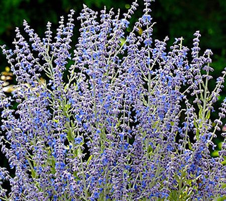 Barbara King 2-Piece Russian Sage Blue Spire Live Plants