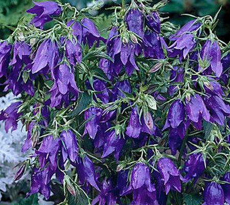 Barbara King 2-Piece Shades of Blue Bellflowers Live Plants