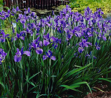 Barbara King 3-Piece Blue King Siberian Iris Plants
