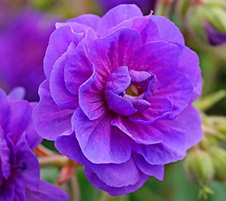Barbara King 3-Piece Double Flower Hardy Geranium Plants