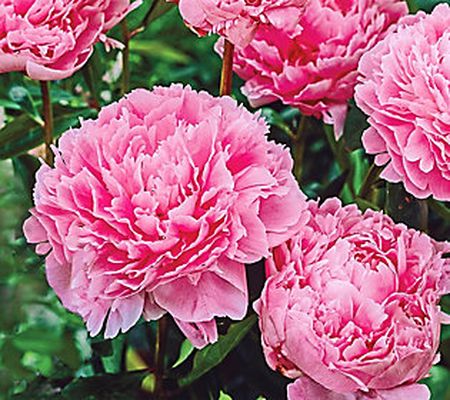 Barbara King 3-Piece Fragrant Peony Heirloom Garden Plants