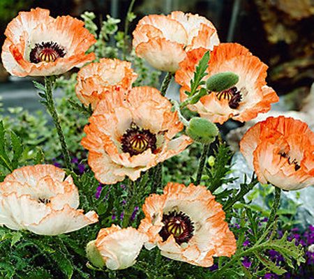 Barbara King 3-Piece Oriental Poppy Picotee Live Plants