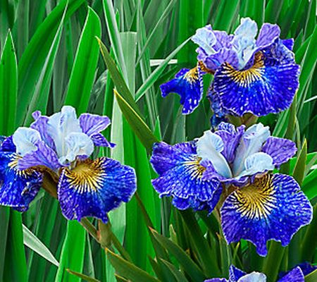 Barbara King 3-Piece Siberian Iris On Mulberry Street Plants