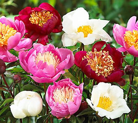 Barbara King 3-Piece Single Flower Peony Garden Live Plants