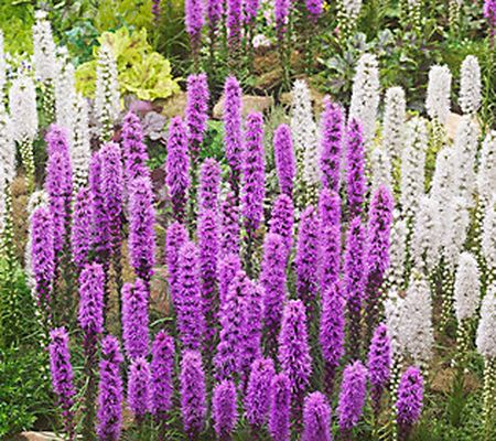 Barbara King 30-Piece Pollinator Blazing Stars Live Plants